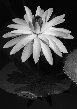 Night Blooming Waterlily