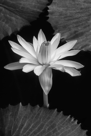 White Tropical Waterlily