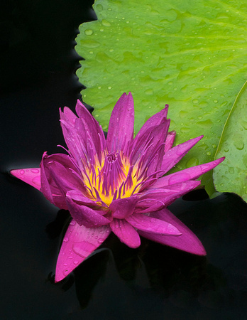 Sunfire Tropical Waterlily