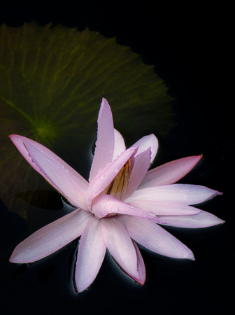 Texas Shell Pink Waterlily